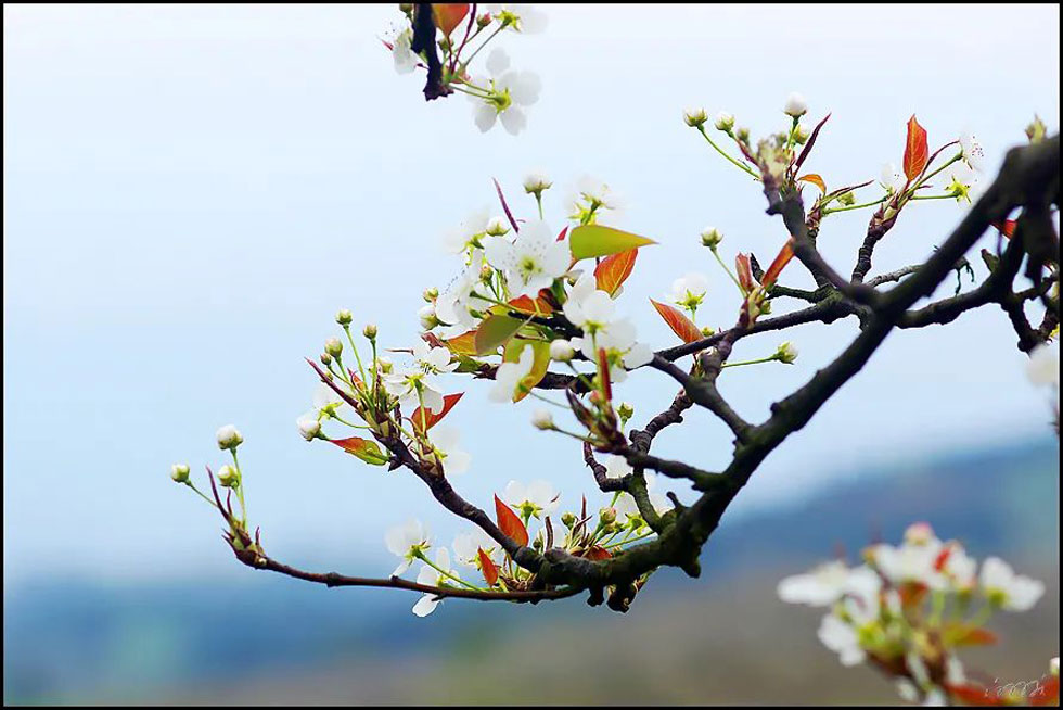 【春天，广西桂林灌阳县向您发出邀请！】我们在灌阳看梨花 - 游山玩水 - 连云港生活社区 - 连云港28生活网 lyg.28life.com