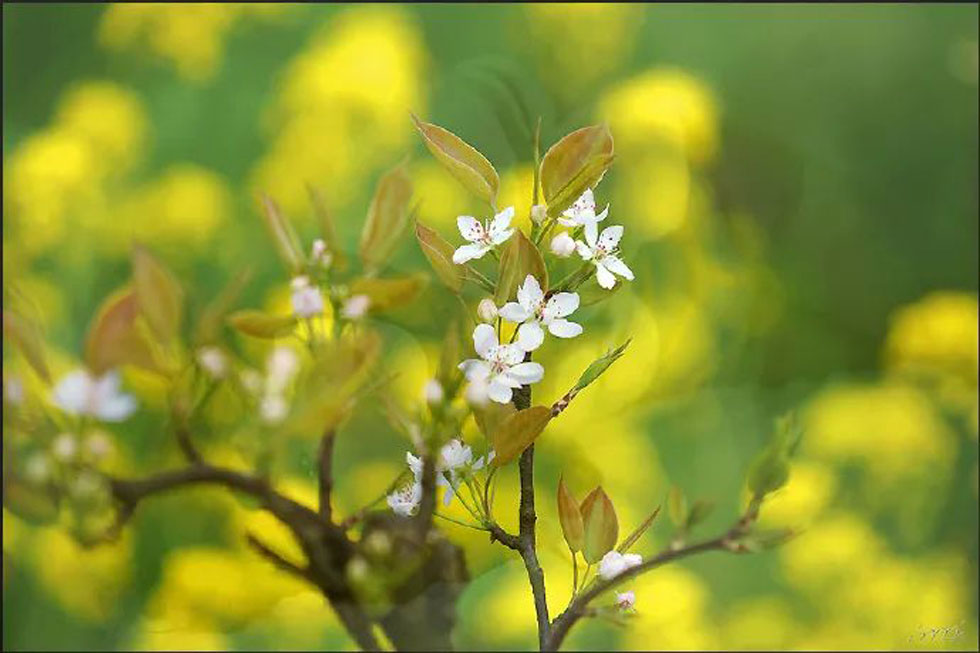【春天，广西桂林灌阳县向您发出邀请！】我们在灌阳看梨花 - 游山玩水 - 连云港生活社区 - 连云港28生活网 lyg.28life.com