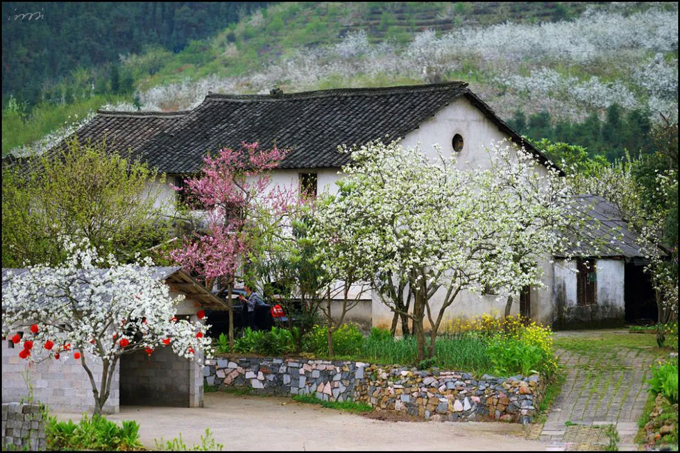 【春天，广西桂林灌阳县向您发出邀请！】我们在灌阳看梨花 - 游山玩水 - 连云港生活社区 - 连云港28生活网 lyg.28life.com