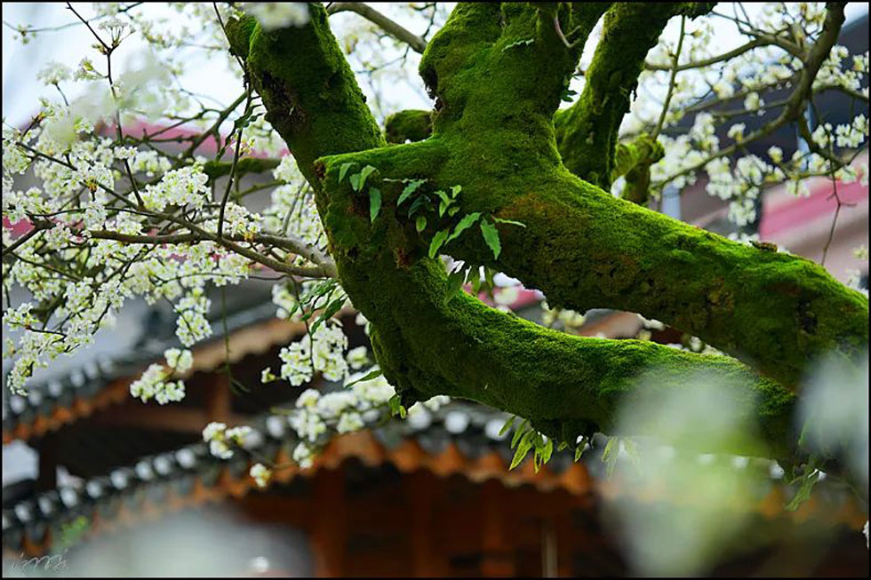 【春天，广西桂林灌阳县向您发出邀请！】我们在灌阳看梨花 - 游山玩水 - 连云港生活社区 - 连云港28生活网 lyg.28life.com