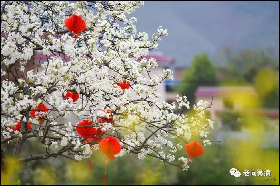 【春天，广西桂林灌阳县向您发出邀请！】我们在灌阳看梨花 - 游山玩水 - 连云港生活社区 - 连云港28生活网 lyg.28life.com