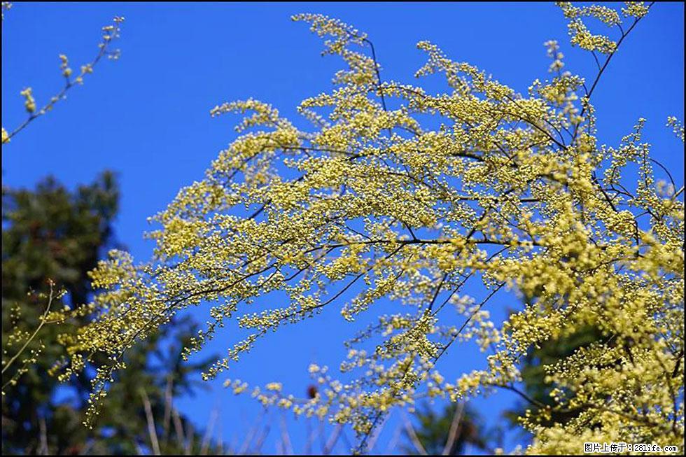 【春天，广西桂林灌阳县向您发出邀请！】米珠山前有片山苍子花在飘香 - 游山玩水 - 连云港生活社区 - 连云港28生活网 lyg.28life.com
