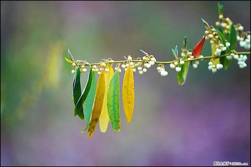 【春天，广西桂林灌阳县向您发出邀请！】米珠山前有片山苍子花在飘香 - 游山玩水 - 连云港生活社区 - 连云港28生活网 lyg.28life.com