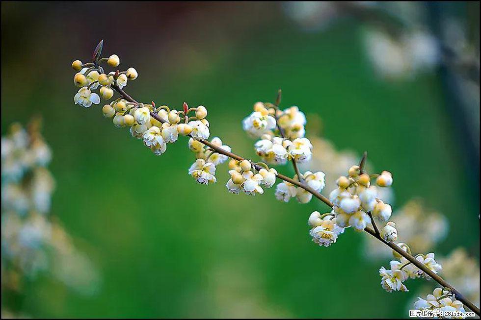 【春天，广西桂林灌阳县向您发出邀请！】米珠山前有片山苍子花在飘香 - 游山玩水 - 连云港生活社区 - 连云港28生活网 lyg.28life.com