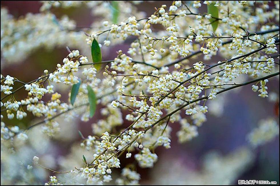 【春天，广西桂林灌阳县向您发出邀请！】米珠山前有片山苍子花在飘香 - 游山玩水 - 连云港生活社区 - 连云港28生活网 lyg.28life.com