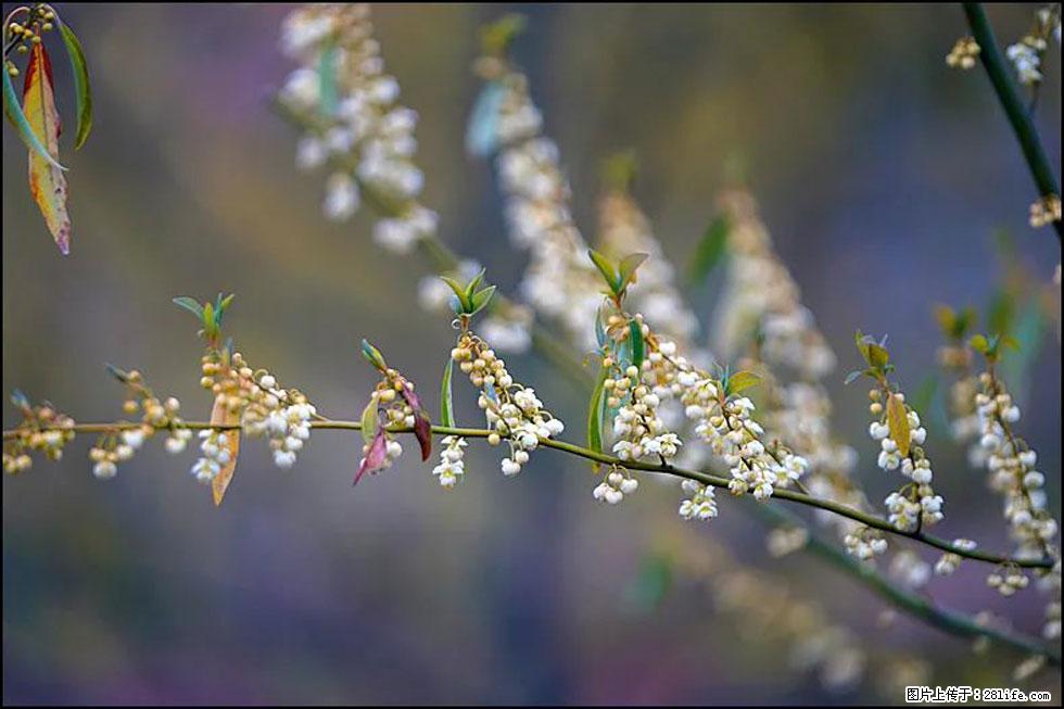 【春天，广西桂林灌阳县向您发出邀请！】米珠山前有片山苍子花在飘香 - 游山玩水 - 连云港生活社区 - 连云港28生活网 lyg.28life.com