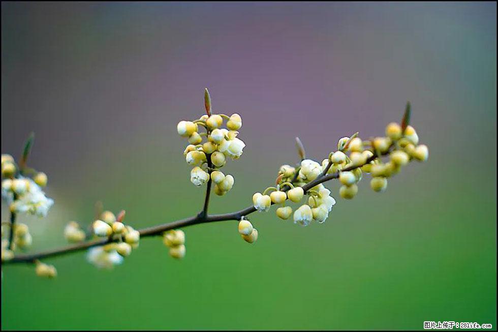 【春天，广西桂林灌阳县向您发出邀请！】米珠山前有片山苍子花在飘香 - 游山玩水 - 连云港生活社区 - 连云港28生活网 lyg.28life.com