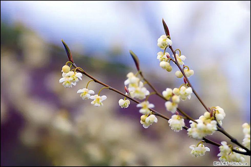 【春天，广西桂林灌阳县向您发出邀请！】米珠山前有片山苍子花在飘香 - 游山玩水 - 连云港生活社区 - 连云港28生活网 lyg.28life.com