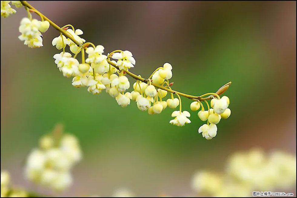 【春天，广西桂林灌阳县向您发出邀请！】米珠山前有片山苍子花在飘香 - 游山玩水 - 连云港生活社区 - 连云港28生活网 lyg.28life.com