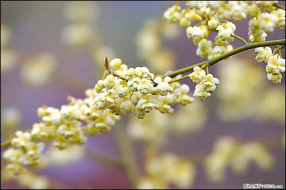 【春天，广西桂林灌阳县向您发出邀请！】米珠山前有片山苍子花在飘香 - 游山玩水 - 连云港生活社区 - 连云港28生活网 lyg.28life.com