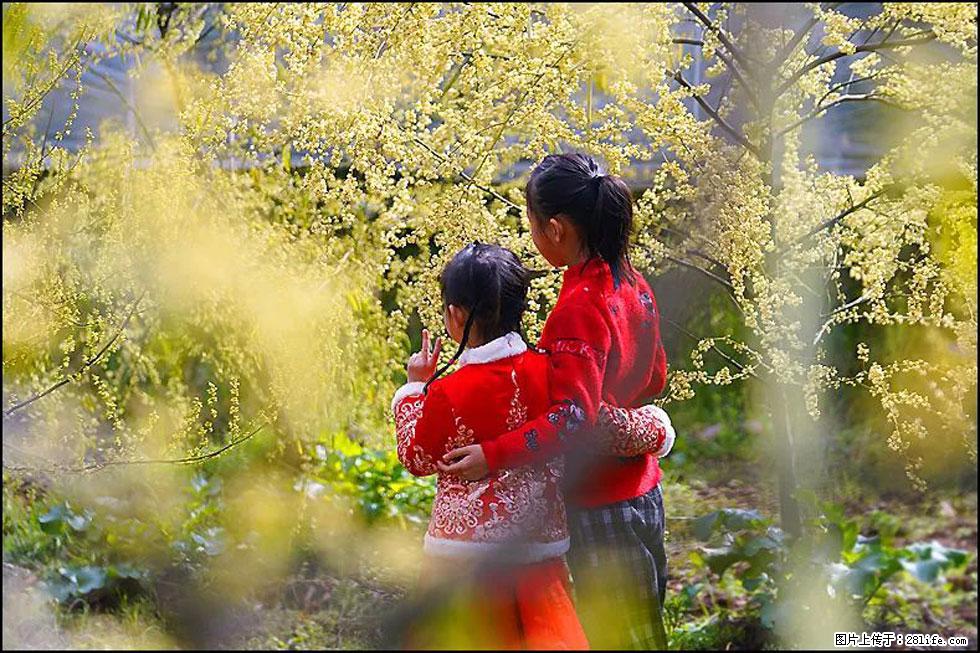 【春天，广西桂林灌阳县向您发出邀请！】米珠山前有片山苍子花在飘香 - 游山玩水 - 连云港生活社区 - 连云港28生活网 lyg.28life.com