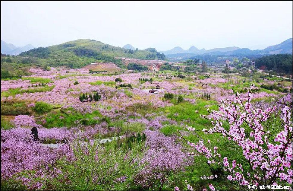 【春天,广西桂林灌阳县向您发出邀请!】官庄村有个醉美的桃花园 - 游山玩水 - 连云港生活社区 - 连云港28生活网 lyg.28life.com