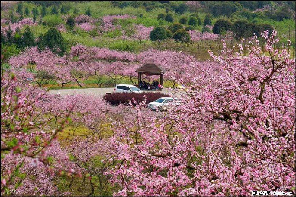 【春天,广西桂林灌阳县向您发出邀请!】官庄村有个醉美的桃花园 - 游山玩水 - 连云港生活社区 - 连云港28生活网 lyg.28life.com