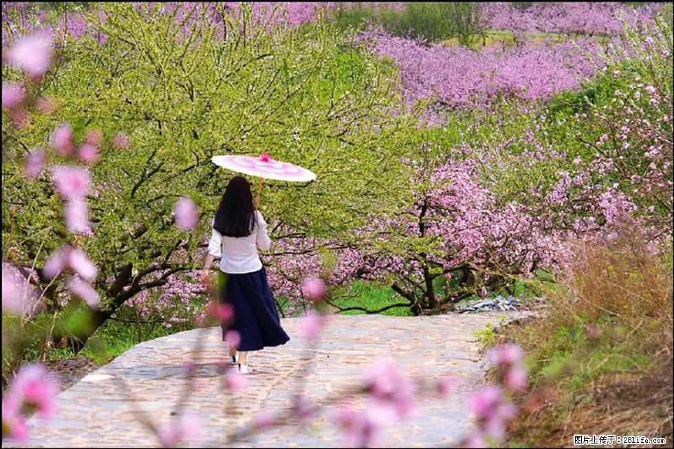 【春天,广西桂林灌阳县向您发出邀请!】官庄村有个醉美的桃花园 - 游山玩水 - 连云港生活社区 - 连云港28生活网 lyg.28life.com