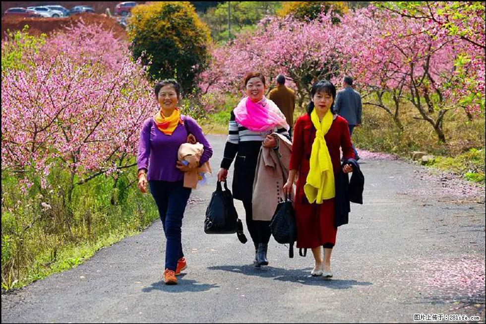 【春天,广西桂林灌阳县向您发出邀请!】官庄村有个醉美的桃花园 - 游山玩水 - 连云港生活社区 - 连云港28生活网 lyg.28life.com