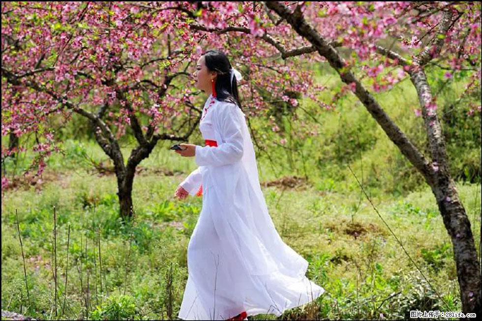 【春天,广西桂林灌阳县向您发出邀请!】官庄村有个醉美的桃花园 - 游山玩水 - 连云港生活社区 - 连云港28生活网 lyg.28life.com