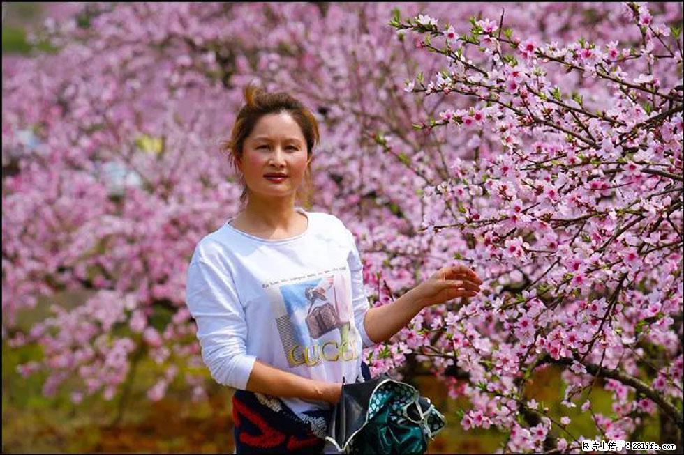 【春天,广西桂林灌阳县向您发出邀请!】官庄村有个醉美的桃花园 - 游山玩水 - 连云港生活社区 - 连云港28生活网 lyg.28life.com