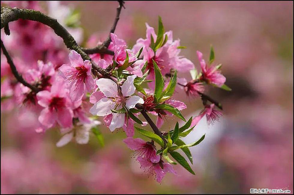 【春天,广西桂林灌阳县向您发出邀请!】官庄村有个醉美的桃花园 - 游山玩水 - 连云港生活社区 - 连云港28生活网 lyg.28life.com