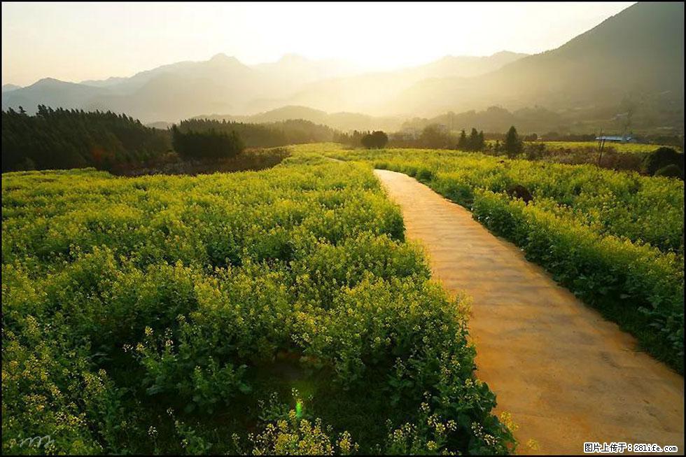 【春天，广西桂林灌阳县向您发出邀请！】长坪村油菜盛情花开 - 游山玩水 - 连云港生活社区 - 连云港28生活网 lyg.28life.com