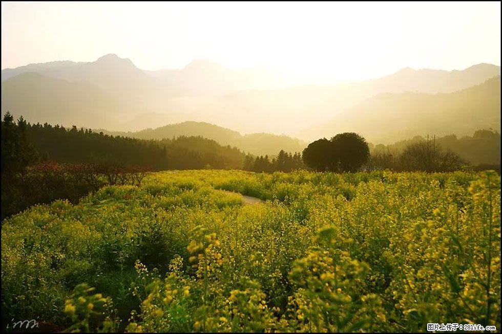 【春天，广西桂林灌阳县向您发出邀请！】长坪村油菜盛情花开 - 游山玩水 - 连云港生活社区 - 连云港28生活网 lyg.28life.com