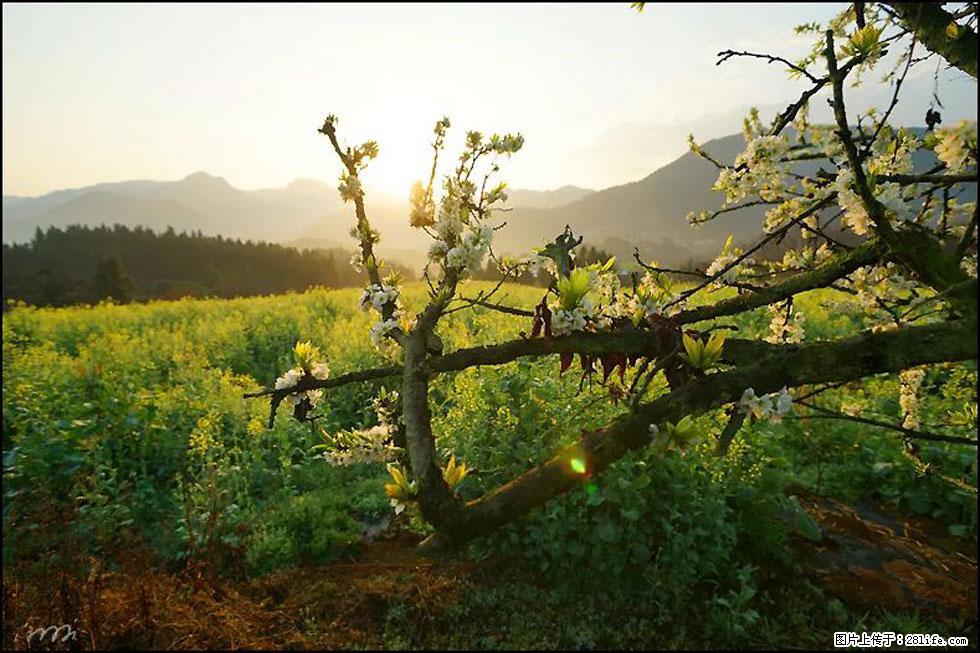 【春天，广西桂林灌阳县向您发出邀请！】长坪村油菜盛情花开 - 游山玩水 - 连云港生活社区 - 连云港28生活网 lyg.28life.com