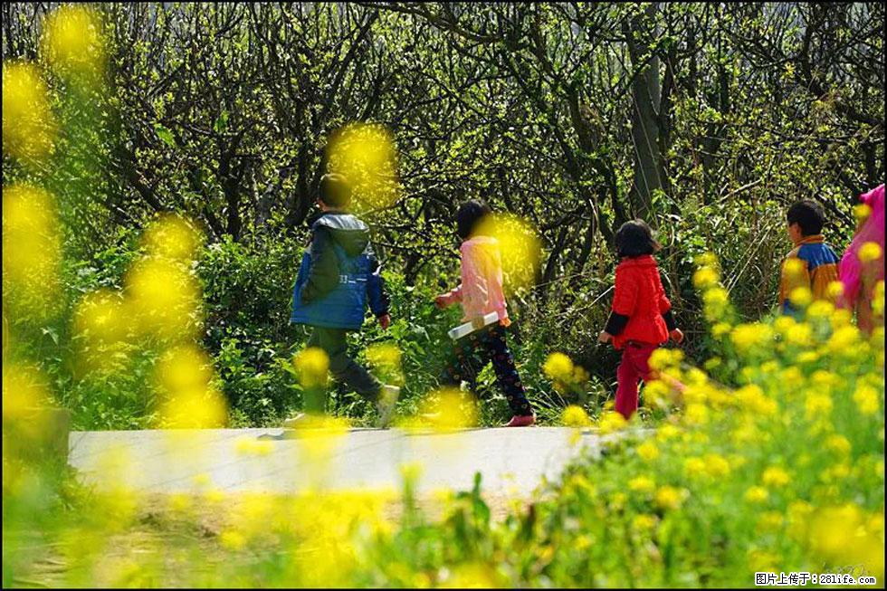 【春天，广西桂林灌阳县向您发出邀请！】长坪村油菜盛情花开 - 游山玩水 - 连云港生活社区 - 连云港28生活网 lyg.28life.com