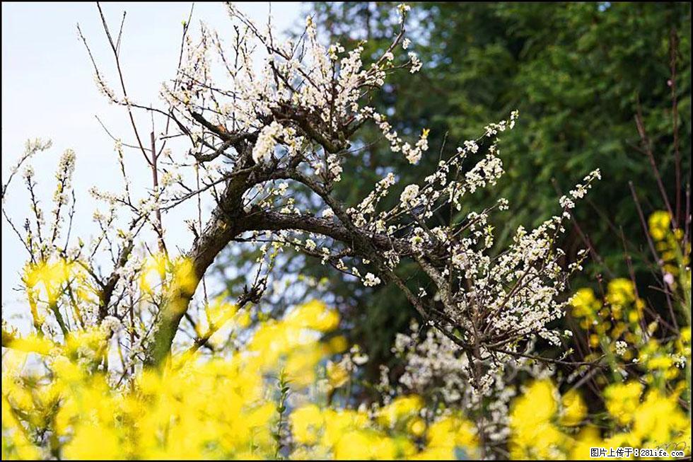 【春天，广西桂林灌阳县向您发出邀请！】长坪村油菜盛情花开 - 游山玩水 - 连云港生活社区 - 连云港28生活网 lyg.28life.com