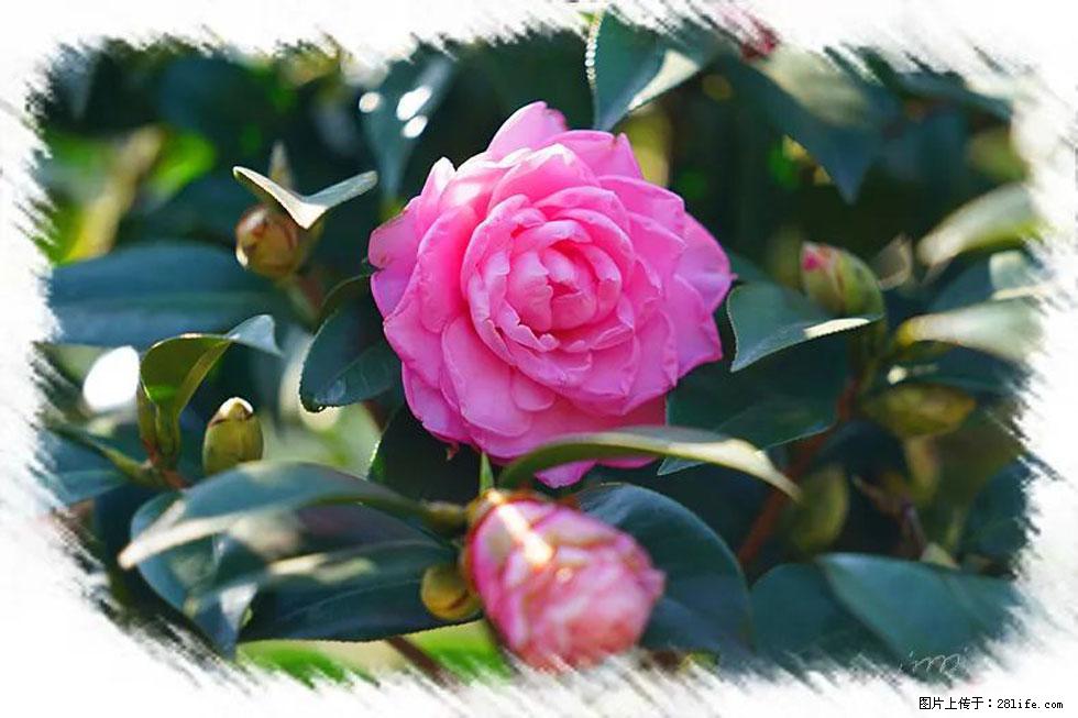 【春天,广西桂林灌阳县向您发出邀请!】杨柳井茶花惹人爱 - 游山玩水 - 连云港生活社区 - 连云港28生活网 lyg.28life.com