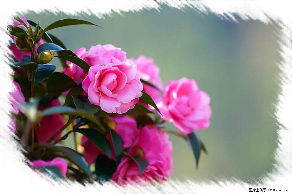 【春天,广西桂林灌阳县向您发出邀请!】杨柳井茶花惹人爱 - 游山玩水 - 连云港生活社区 - 连云港28生活网 lyg.28life.com