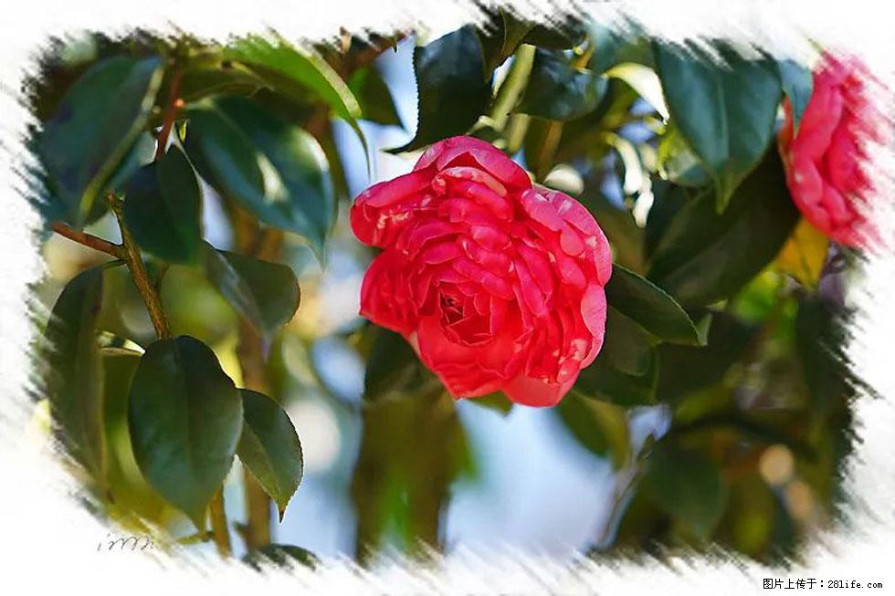 【春天,广西桂林灌阳县向您发出邀请!】杨柳井茶花惹人爱 - 游山玩水 - 连云港生活社区 - 连云港28生活网 lyg.28life.com