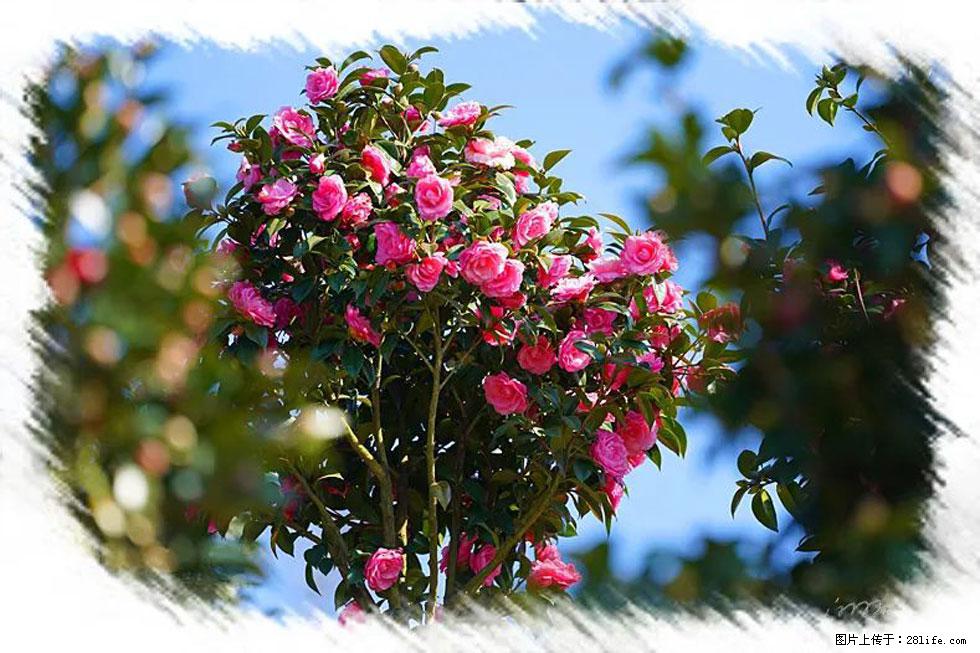 【春天,广西桂林灌阳县向您发出邀请!】杨柳井茶花惹人爱 - 游山玩水 - 连云港生活社区 - 连云港28生活网 lyg.28life.com