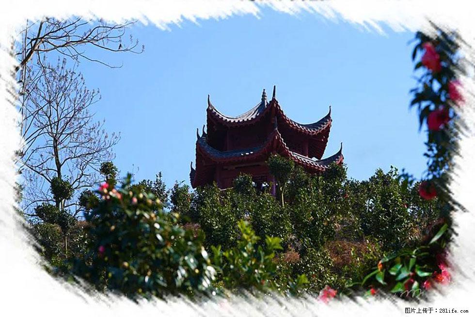 【春天,广西桂林灌阳县向您发出邀请!】杨柳井茶花惹人爱 - 游山玩水 - 连云港生活社区 - 连云港28生活网 lyg.28life.com