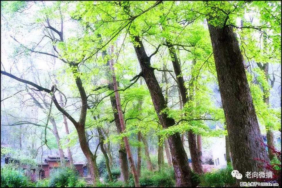 【春天，广西桂林灌阳县向您发出邀请！】在小龙村与春天约会 - 游山玩水 - 连云港生活社区 - 连云港28生活网 lyg.28life.com