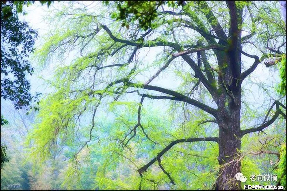 【春天，广西桂林灌阳县向您发出邀请！】在小龙村与春天约会 - 游山玩水 - 连云港生活社区 - 连云港28生活网 lyg.28life.com