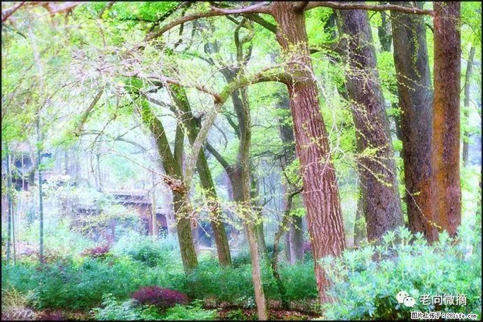 【春天，广西桂林灌阳县向您发出邀请！】在小龙村与春天约会 - 游山玩水 - 连云港生活社区 - 连云港28生活网 lyg.28life.com