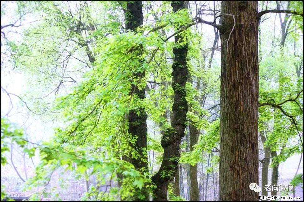 【春天，广西桂林灌阳县向您发出邀请！】在小龙村与春天约会 - 游山玩水 - 连云港生活社区 - 连云港28生活网 lyg.28life.com