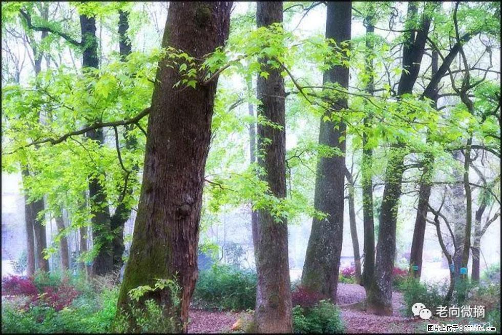 【春天，广西桂林灌阳县向您发出邀请！】在小龙村与春天约会 - 游山玩水 - 连云港生活社区 - 连云港28生活网 lyg.28life.com