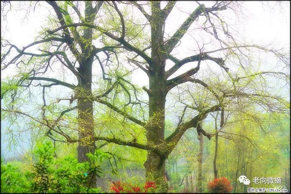 【春天，广西桂林灌阳县向您发出邀请！】在小龙村与春天约会 - 游山玩水 - 连云港生活社区 - 连云港28生活网 lyg.28life.com