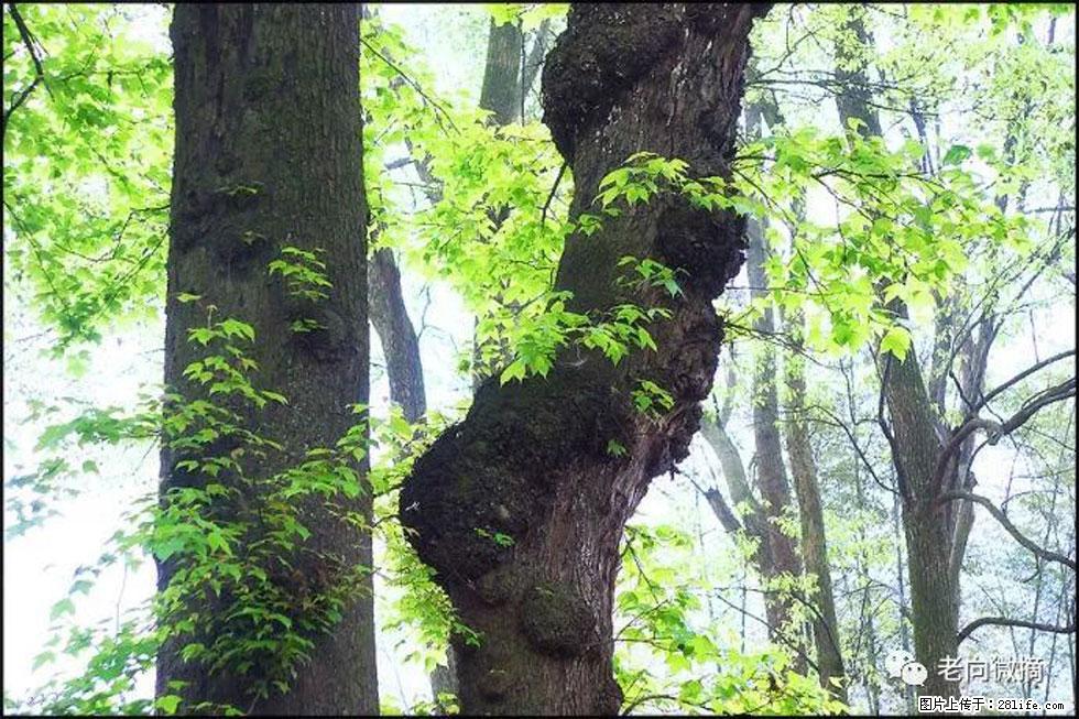 【春天，广西桂林灌阳县向您发出邀请！】在小龙村与春天约会 - 游山玩水 - 连云港生活社区 - 连云港28生活网 lyg.28life.com