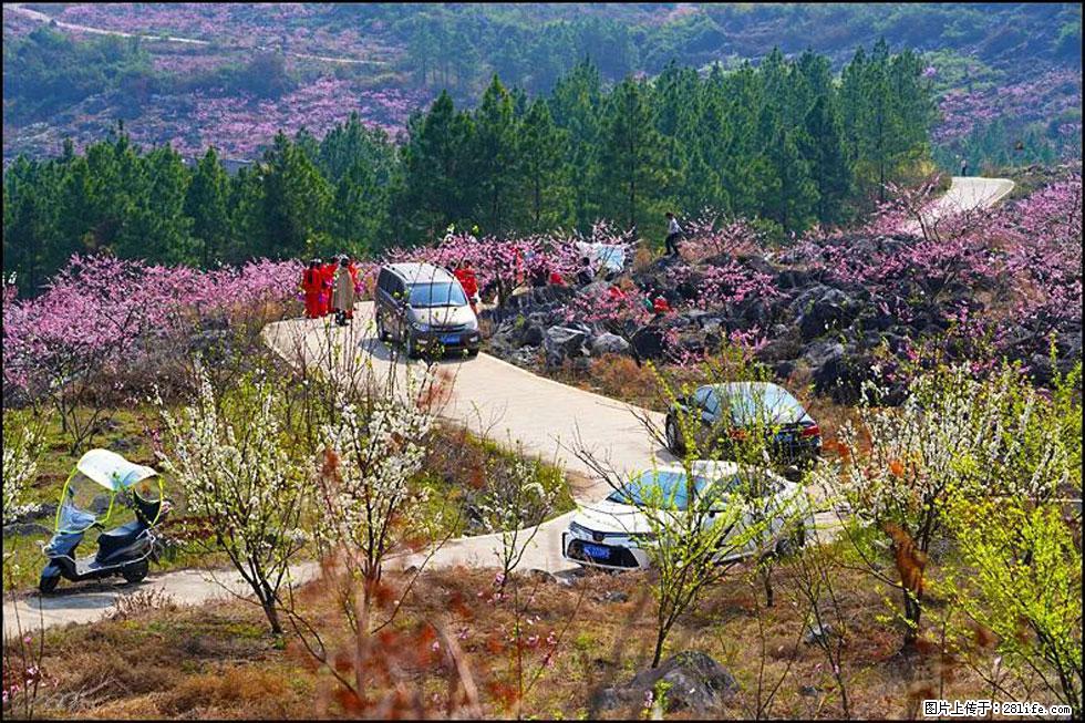 【春天，广西桂林灌阳县向您发出邀请！】望月岭上桃花开 - 游山玩水 - 连云港生活社区 - 连云港28生活网 lyg.28life.com