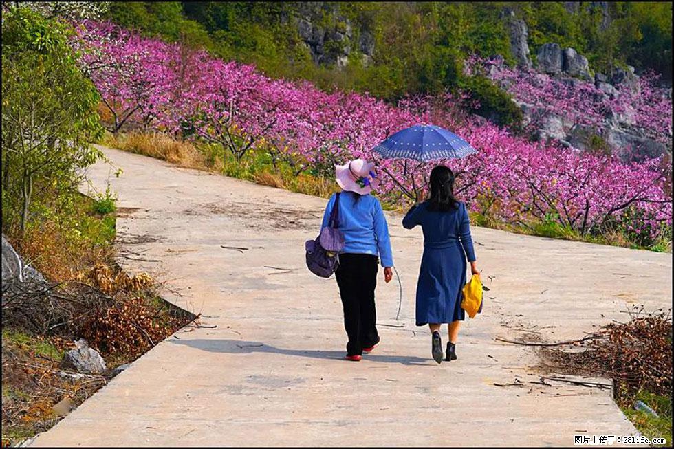 【春天，广西桂林灌阳县向您发出邀请！】望月岭上桃花开 - 游山玩水 - 连云港生活社区 - 连云港28生活网 lyg.28life.com
