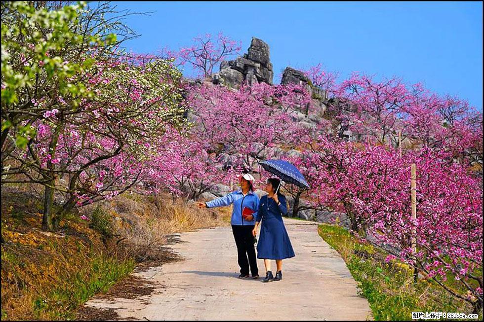 【春天，广西桂林灌阳县向您发出邀请！】望月岭上桃花开 - 游山玩水 - 连云港生活社区 - 连云港28生活网 lyg.28life.com