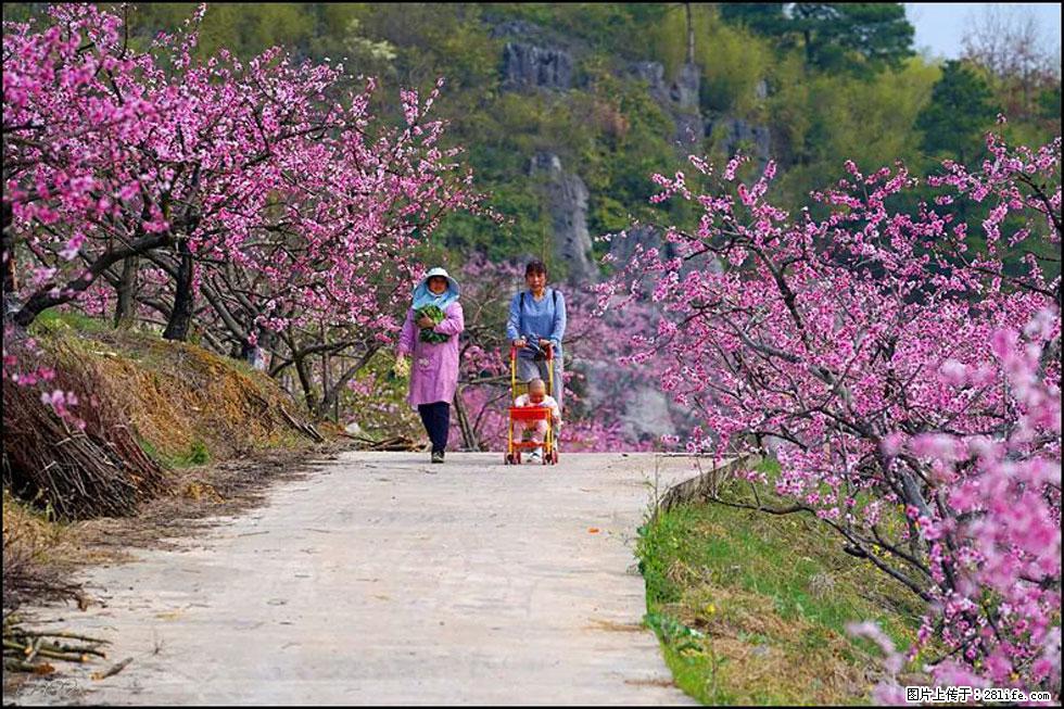 【春天，广西桂林灌阳县向您发出邀请！】望月岭上桃花开 - 游山玩水 - 连云港生活社区 - 连云港28生活网 lyg.28life.com