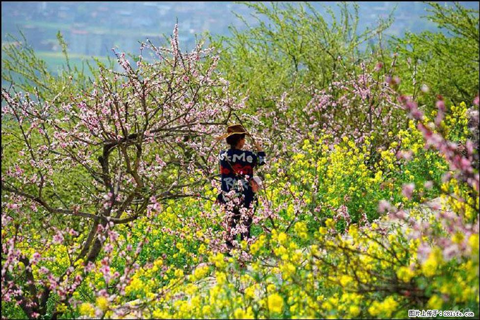 【春天，广西桂林灌阳县向您发出邀请！】望月岭上桃花开 - 游山玩水 - 连云港生活社区 - 连云港28生活网 lyg.28life.com