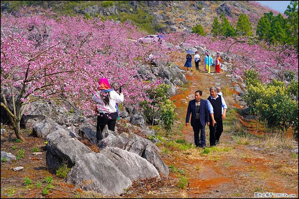【春天，广西桂林灌阳县向您发出邀请！】望月岭上桃花开 - 游山玩水 - 连云港生活社区 - 连云港28生活网 lyg.28life.com