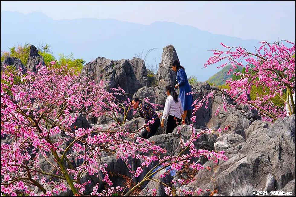 【春天，广西桂林灌阳县向您发出邀请！】望月岭上桃花开 - 游山玩水 - 连云港生活社区 - 连云港28生活网 lyg.28life.com