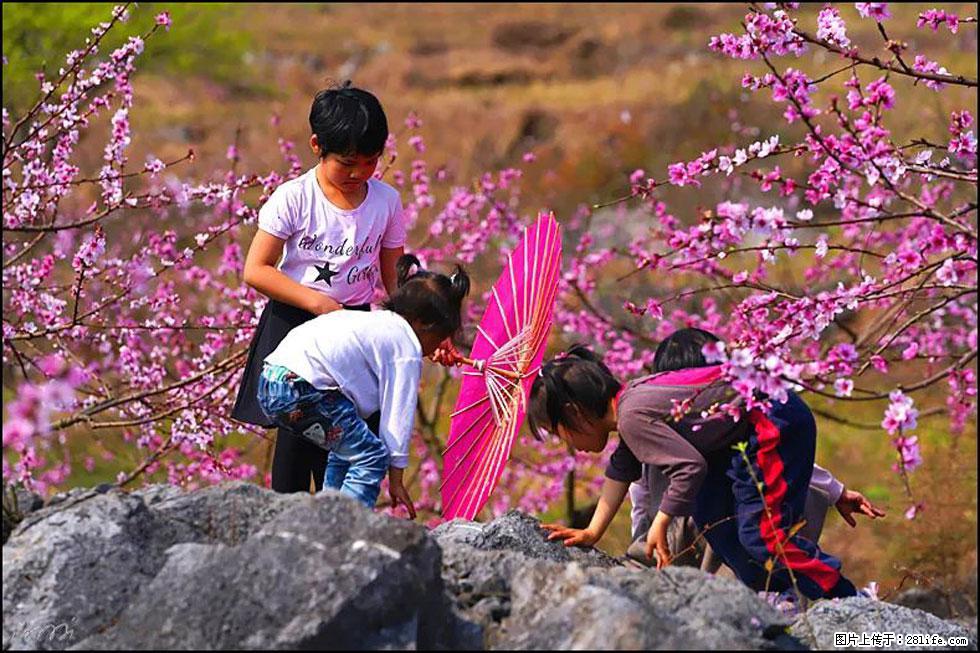 【春天，广西桂林灌阳县向您发出邀请！】望月岭上桃花开 - 游山玩水 - 连云港生活社区 - 连云港28生活网 lyg.28life.com