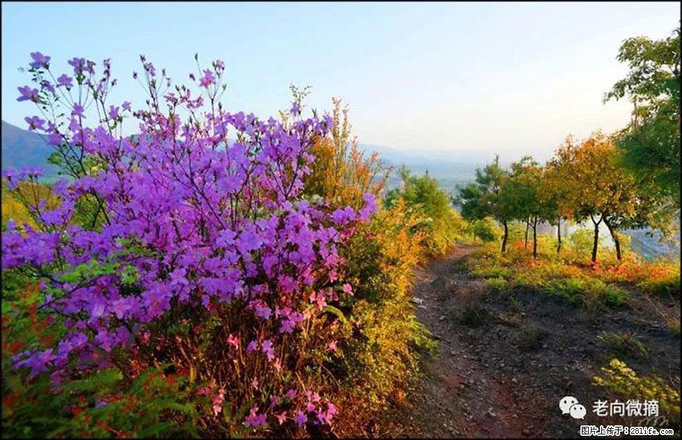 【春天,广西桂林灌阳县向您发出邀请!】登麒麟山,相约映山红 - 游山玩水 - 连云港生活社区 - 连云港28生活网 lyg.28life.com