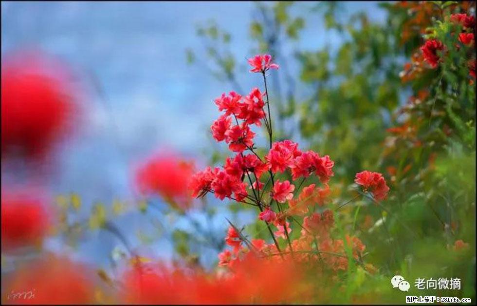 【春天,广西桂林灌阳县向您发出邀请!】登麒麟山,相约映山红 - 游山玩水 - 连云港生活社区 - 连云港28生活网 lyg.28life.com