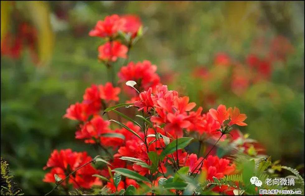 【春天,广西桂林灌阳县向您发出邀请!】登麒麟山,相约映山红 - 游山玩水 - 连云港生活社区 - 连云港28生活网 lyg.28life.com